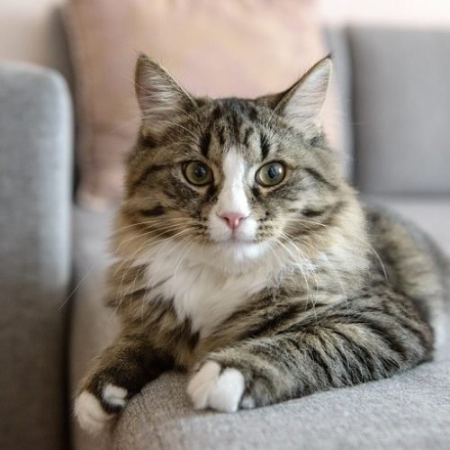Cat-on-couch_Shutterstock_RONEDYA