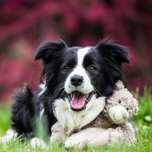 Wag-checklist-happy-dog